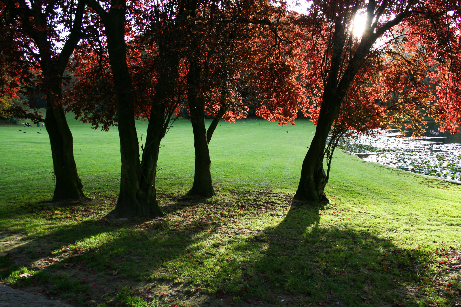 Trees