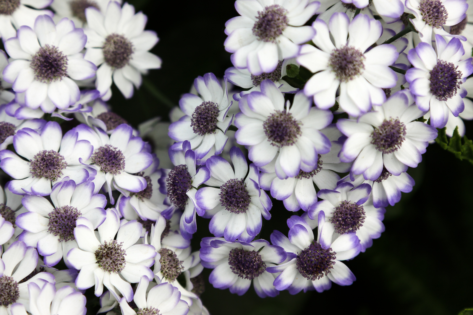 White & Violet Flowers