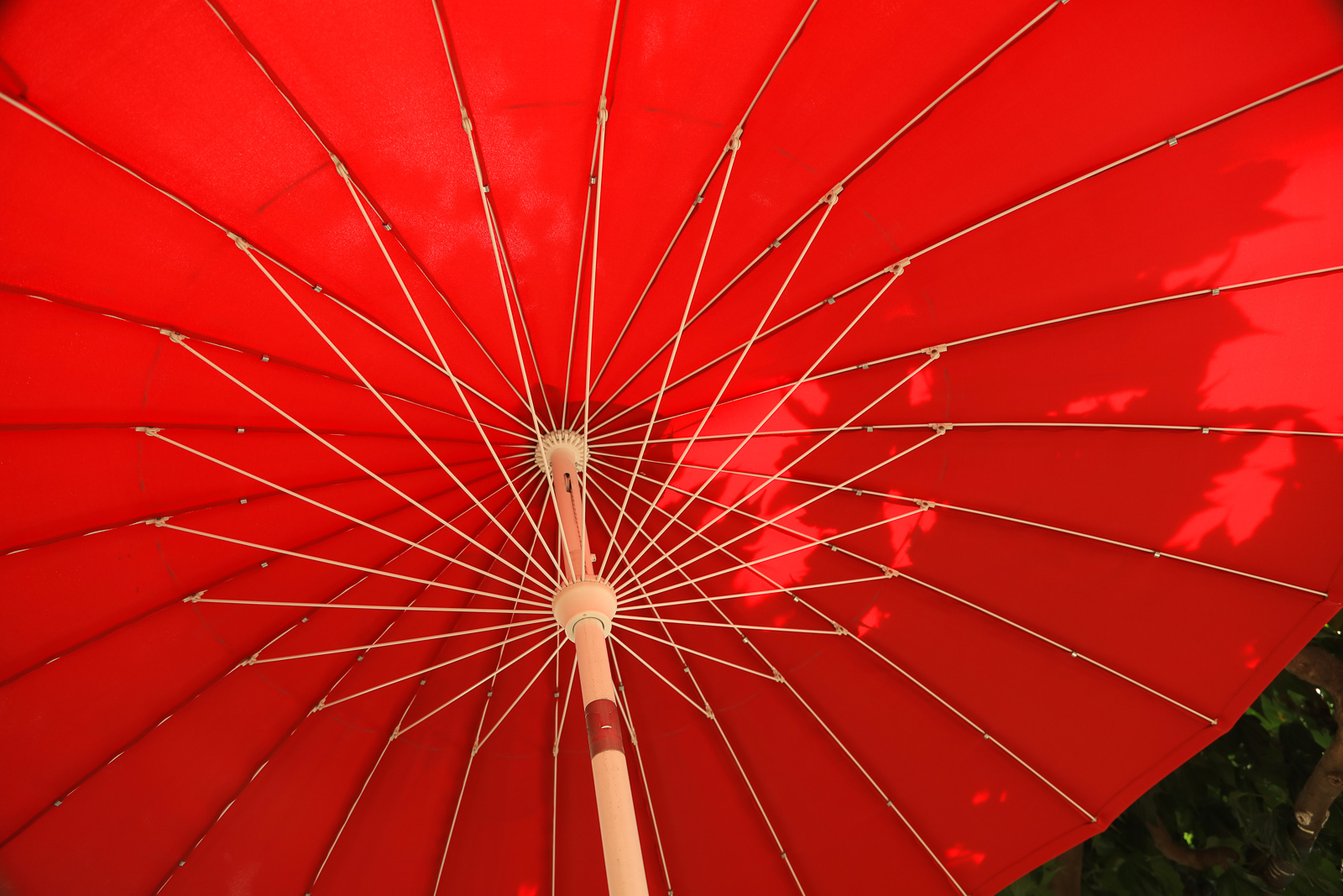 Umbrella